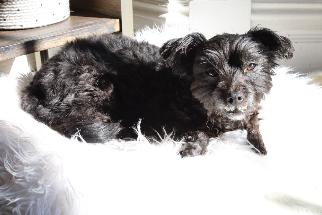 Ajo, Lisa and Dan’s black fur baby, resting on a white blanket